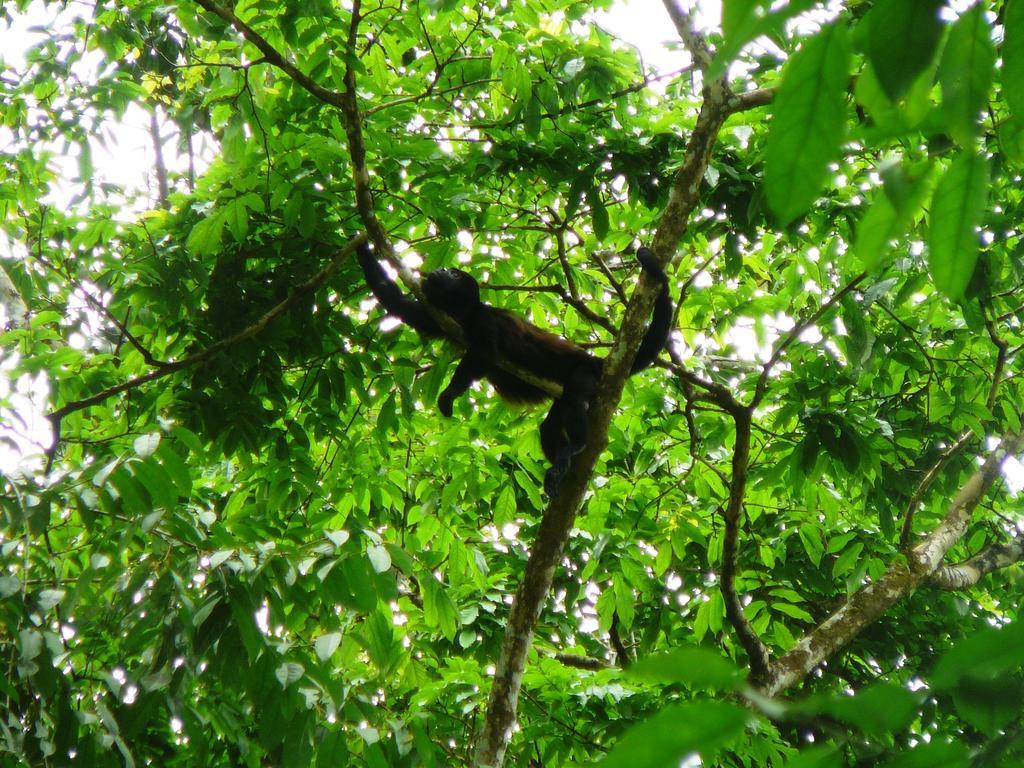 Casa Lina Sloth View Exotic Apartment With Privat Kitchen Puerto Viejo de Talamanca Bilik gambar