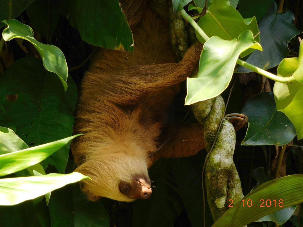 Casa Lina Sloth View Exotic Apartment With Privat Kitchen Puerto Viejo de Talamanca Luaran gambar