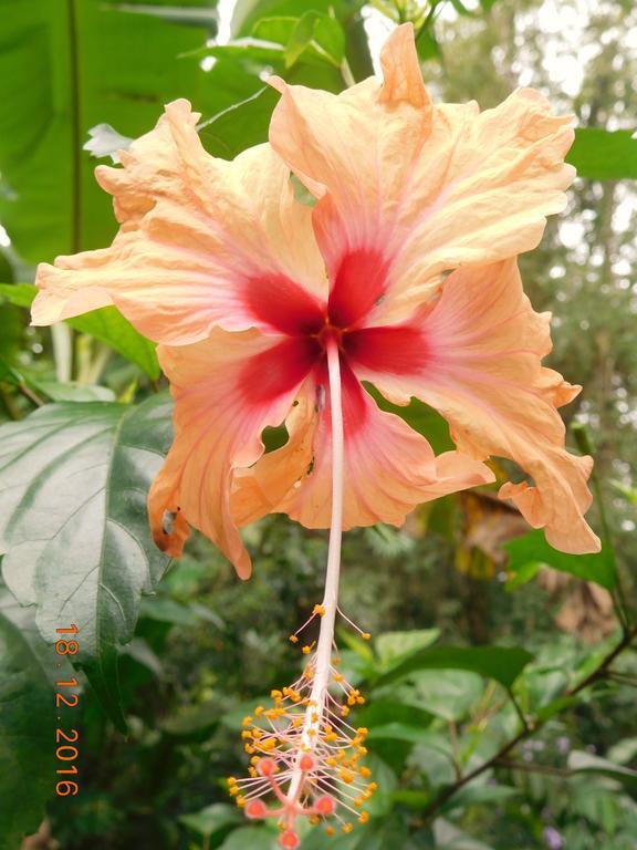 Casa Lina Sloth View Exotic Apartment With Privat Kitchen Puerto Viejo de Talamanca Luaran gambar